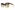 Tom Ford - Iris - TF1312